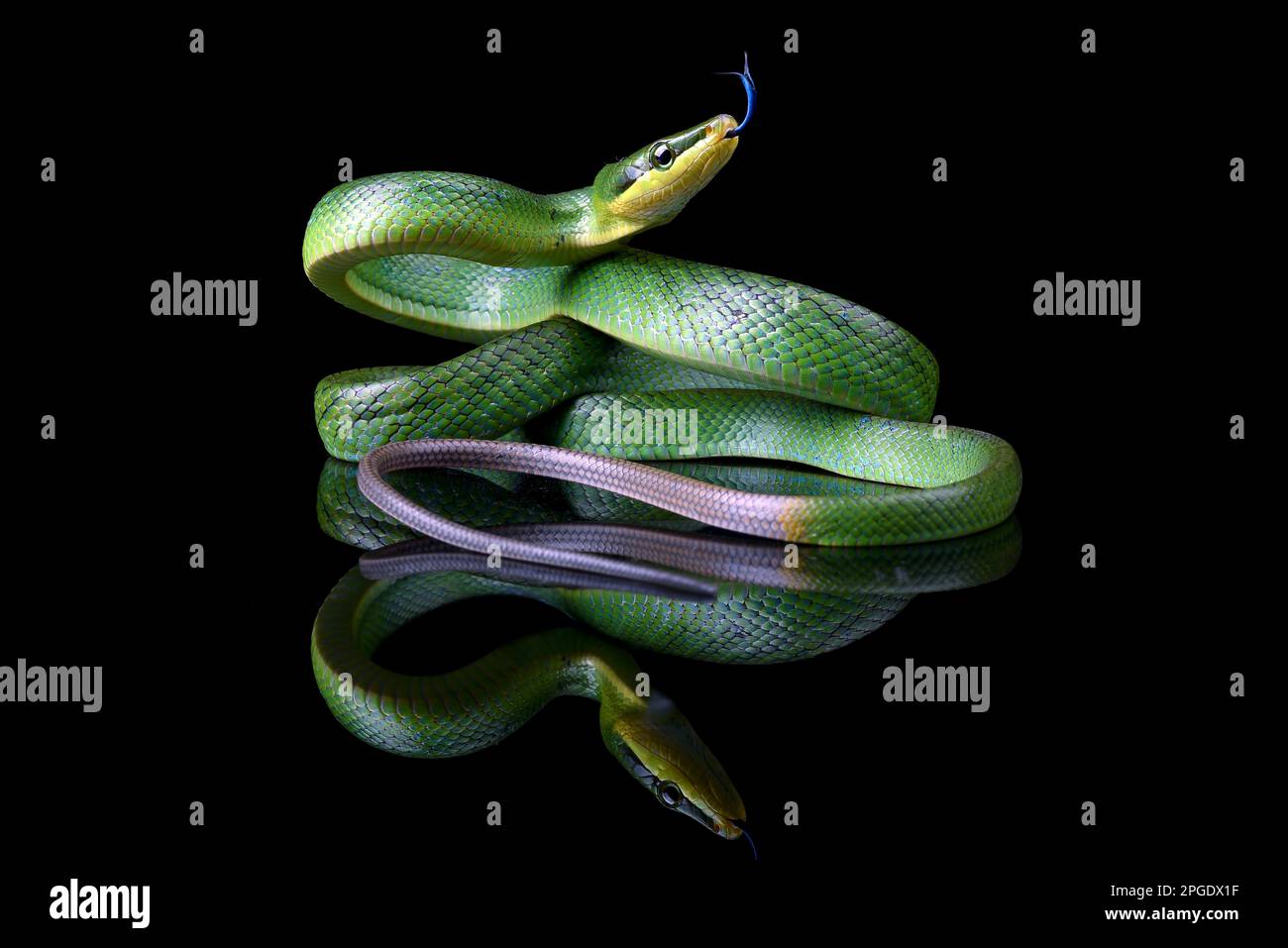 Gros plan d'un serpent de course à queue rouge sur fond noir Banque D'Images