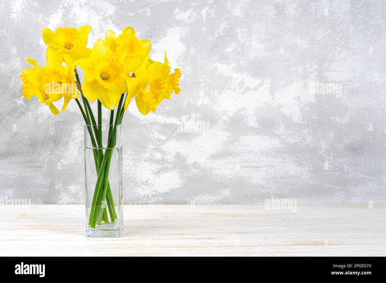 Bouquet de fleurs de jonquilles jaune vif, cloches de Pâques dans un vase sur fond de plâtre blanc avec espace de copie. Fleurs printanières en fleurs. Maquette, modèle Banque D'Images