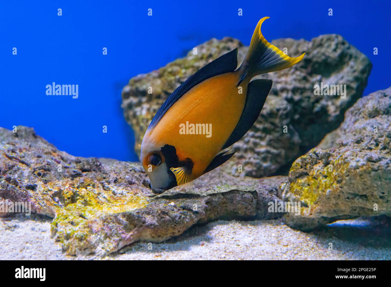 Magnifique poisson orange vif dans l'aquarium, Acanthurus pyroferus surgéonfish au chocolat. Poissons tropicaux sur fond de récif de corail aquatique dans oce Banque D'Images