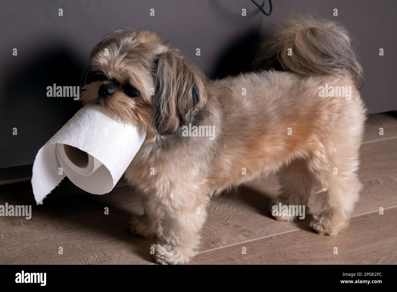 Photo Shih Tzu chien de petite race marchant avec du papier toilette à la maison Banque D'Images