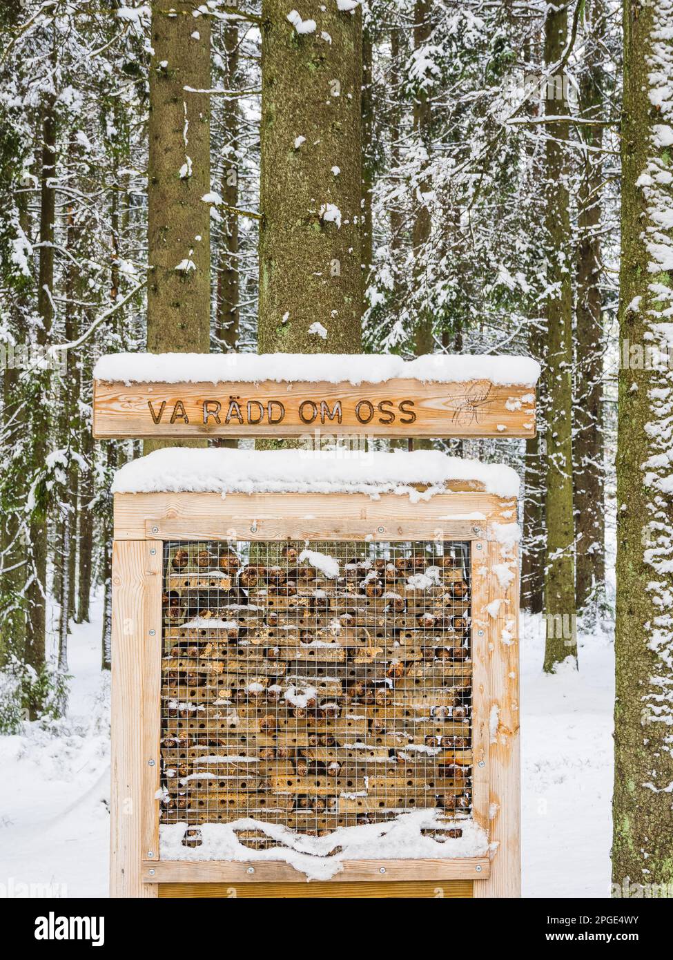 Une scène hivernale paisible en Suède, avec un magnifique conifères et un hôtel d'insectes niché dans la forêt enneigée de pinaceae. Banque D'Images