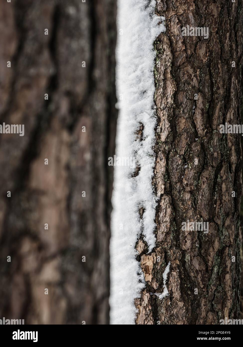 Gros plan d'un tronc d'arbre texturé dans la neige, avec écorce et branches rugueuses, révélant ses tiges et feuilles ligneuses contre le sol. Banque D'Images