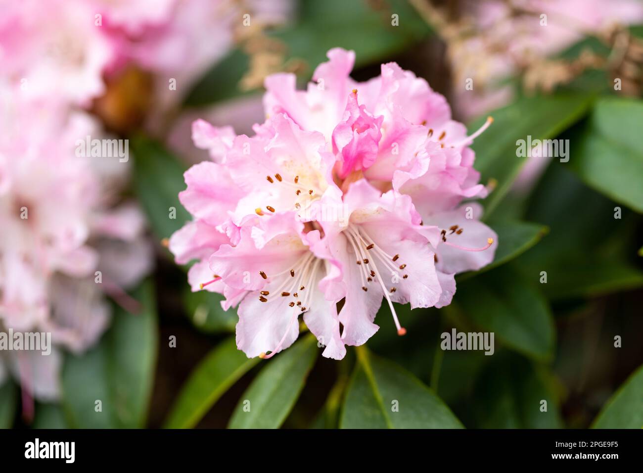 Rhododendron rose au début du printemps. Banque D'Images