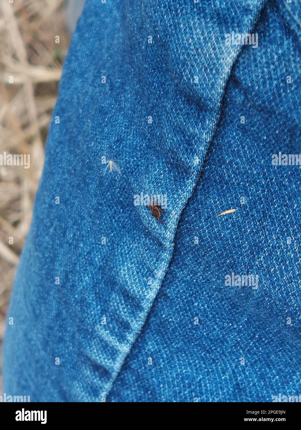 Une petite tique de cerf trouvée sur le Jean bleu, la jambe de pantalon d'un homme. L'insecte est minuscule, noir, et un rappel de faire un contrôle de tiques afin d'éviter le potentiel Banque D'Images