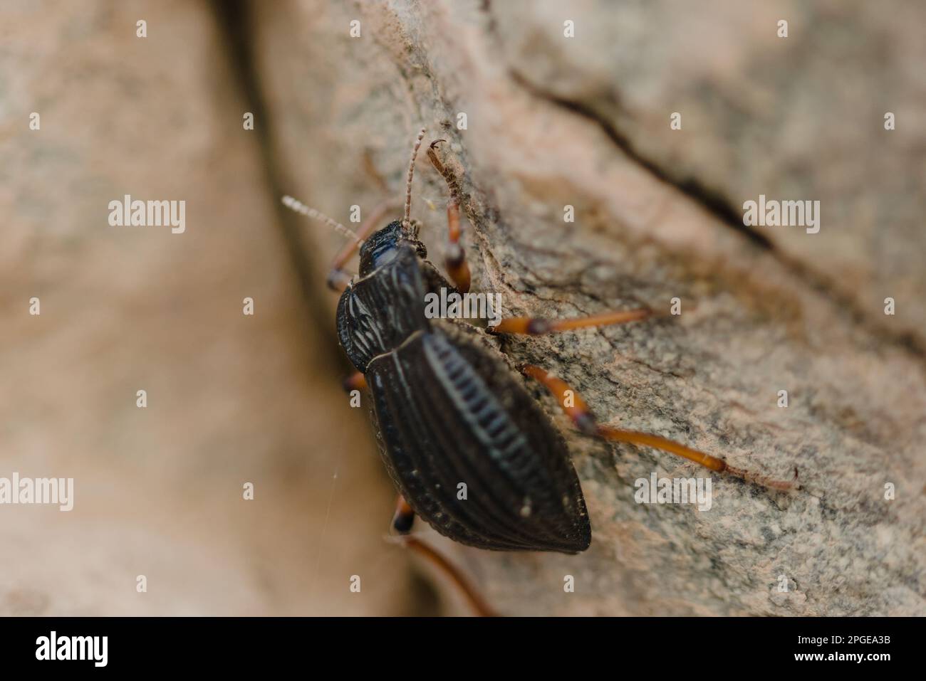 Dendroctone du Darkling (Epipenodota sp.) situé dans la réserve naturelle de Villavicencio, à Mendoza, en Argentine. Prise de vue macro. Banque D'Images