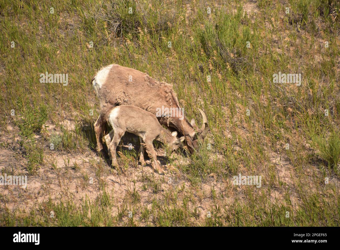 Famille douce de grands moutons à cornes dans le champ d'herbe de brousse. Banque D'Images