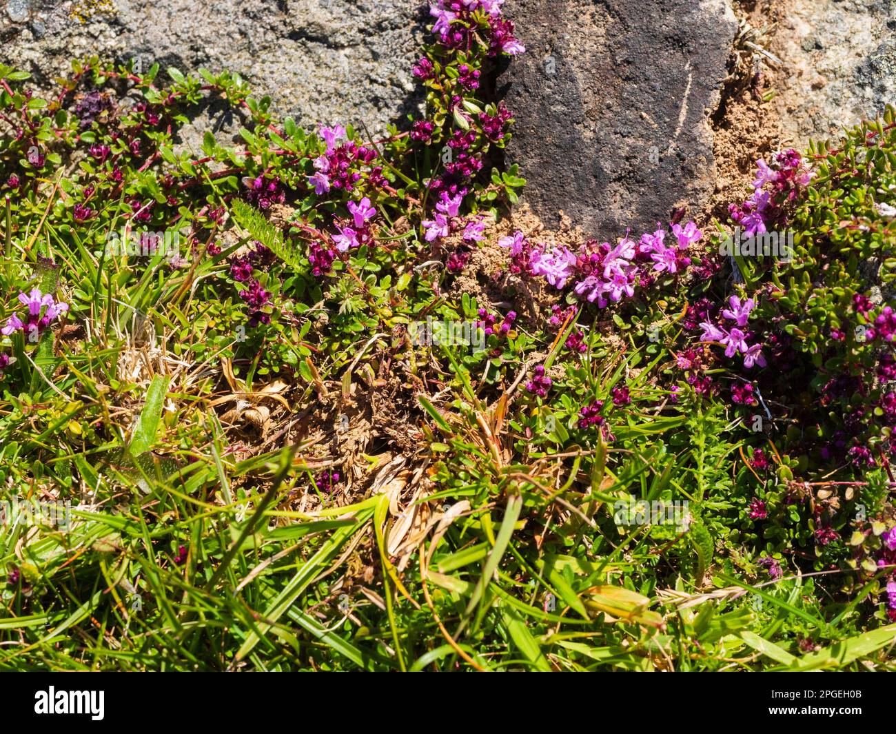 Thyme sauvage, Thymus polytrichus, floraison dans le refuge de roches de Dartmoor, Devon, Royaume-Uni Banque D'Images
