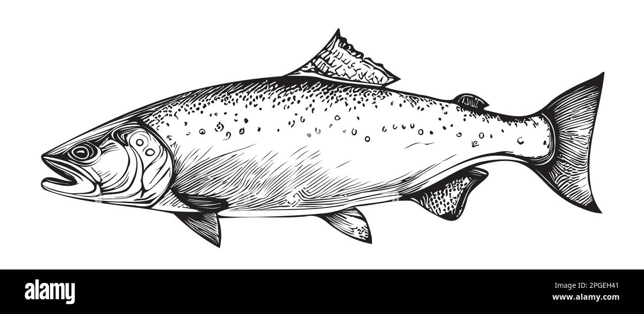 Saumon poisson dessin à la main dessin vectoriel illustration pêche Illustration de Vecteur