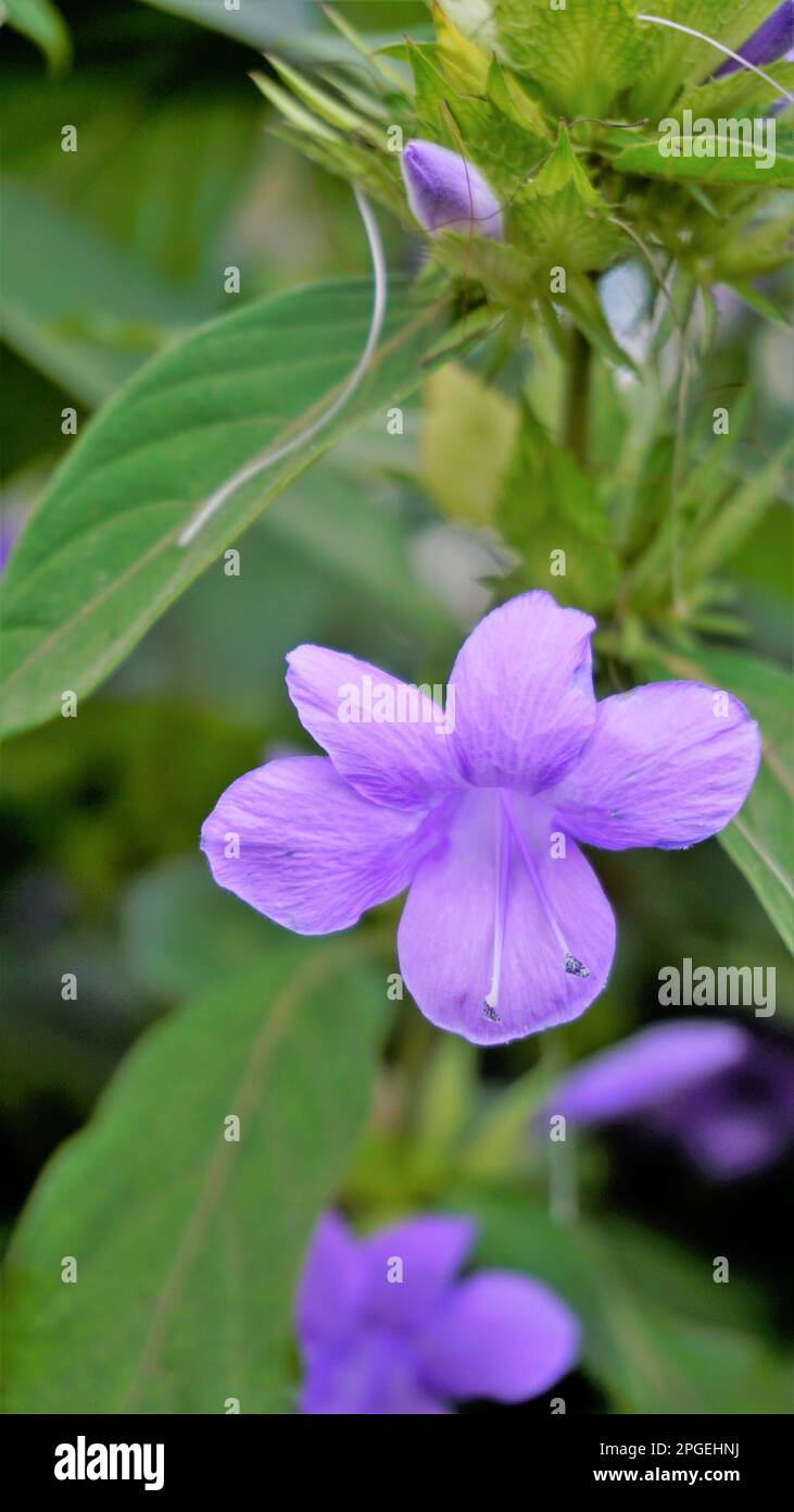 Portrait de Barleria cristata également connu sous le nom de violet philippin, Bluebell barleria, violet philippin Crested, ange pourpre, étoile de tir, Togor bleu Banque D'Images