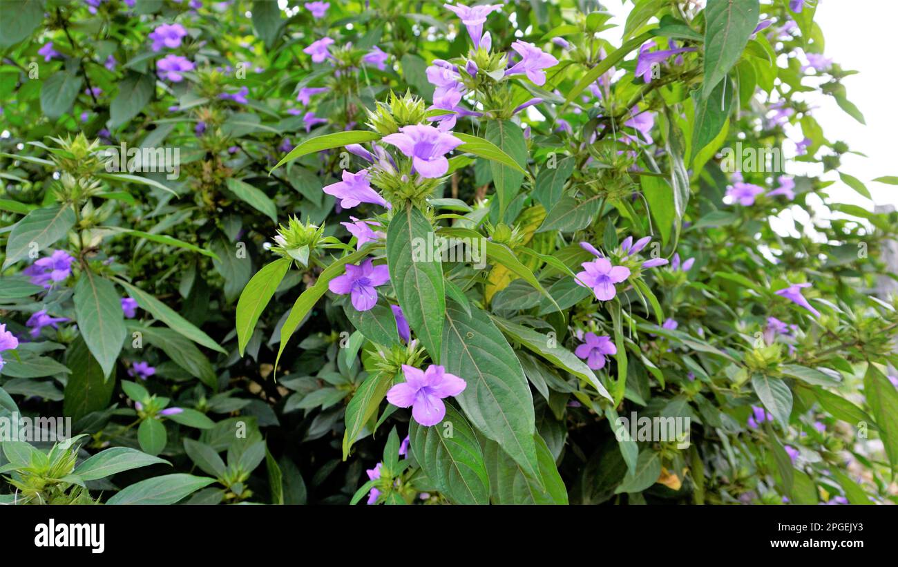 Paysage de fleurs de Barleria cristata également connu sous le nom de violet philippin, Bluebell barleria, violet philippin Crested, ange pourpre, étoile de tir Banque D'Images