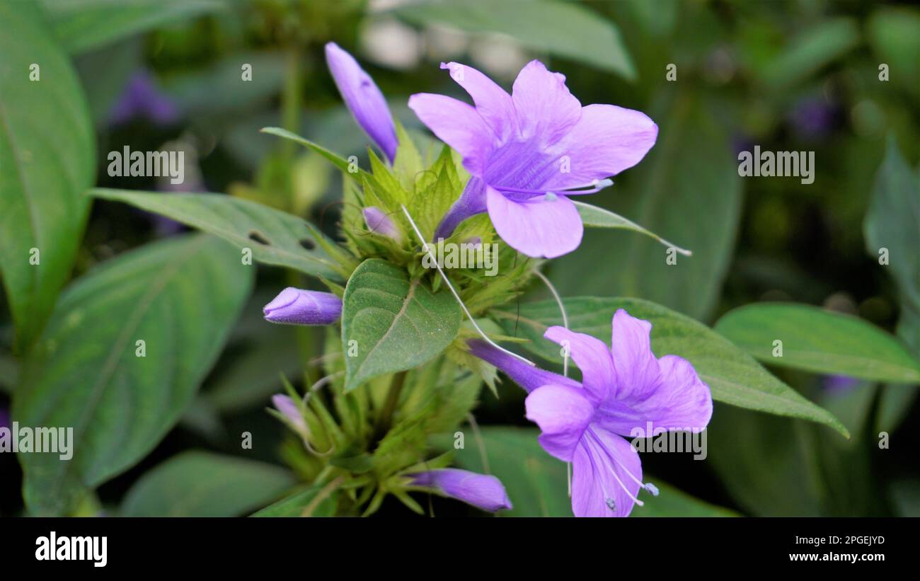 Paysage de fleurs de Barleria cristata également connu sous le nom de violet philippin, Bluebell barleria, violet philippin Crested, ange pourpre, étoile de tir Banque D'Images