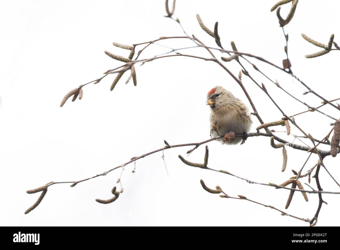 Common (Mealy) Redpoll (Carduelis flammea) Norwich UK GB Mars 2023 Banque D'Images