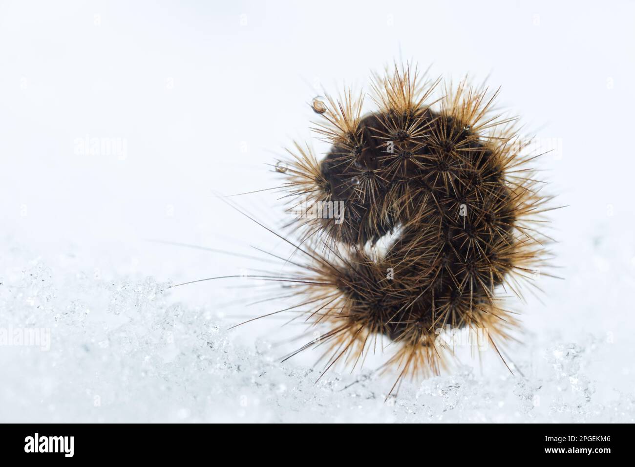 la chenille de la palande (Diacrisia sannio), une espèce de papillon trouble qui marche sur la neige Banque D'Images