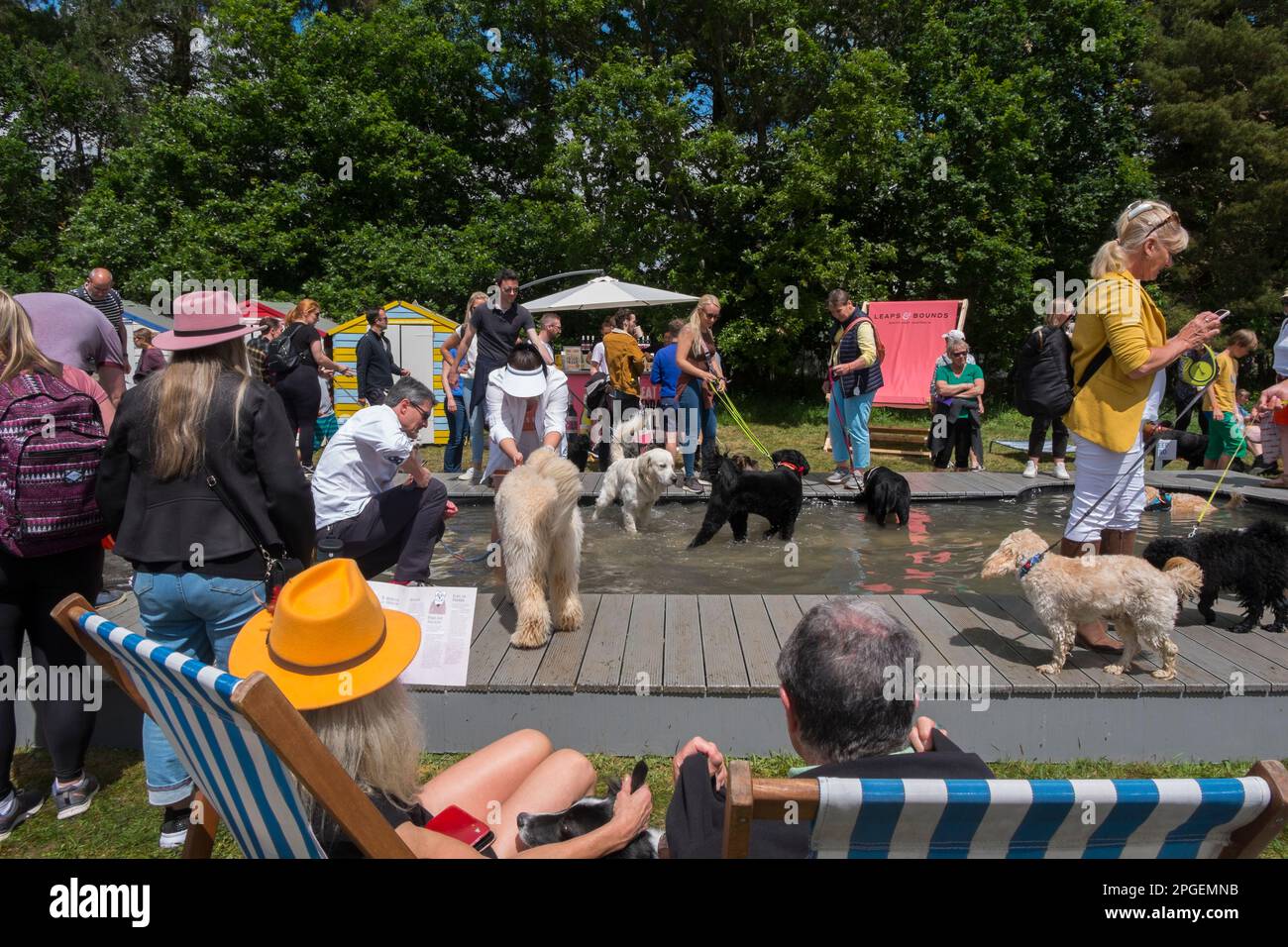 Des cafetos, des labradoodles, des caniels et des labradors se rafraîchissant dans l'eau au Fido's Lido à Goodwoof, aux Kennels, Goodwood, West Sussex, Royaume-Uni Banque D'Images
