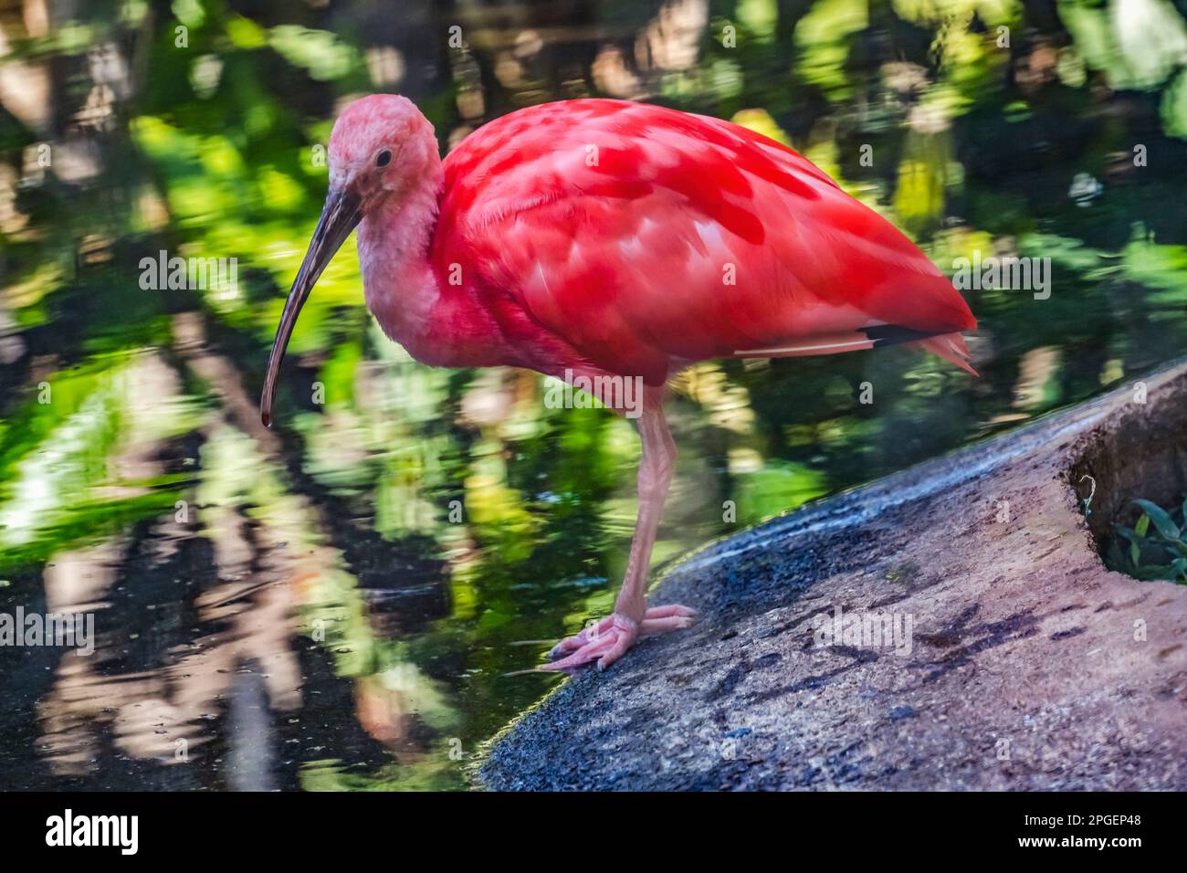 Rouge coloré Rose Orange Scarlet Ibis Eudocimus Ruber à Waikiki Honolulu Hawaii. L'oiseau tropical est originaire de l'Amérique du Sud. Banque D'Images