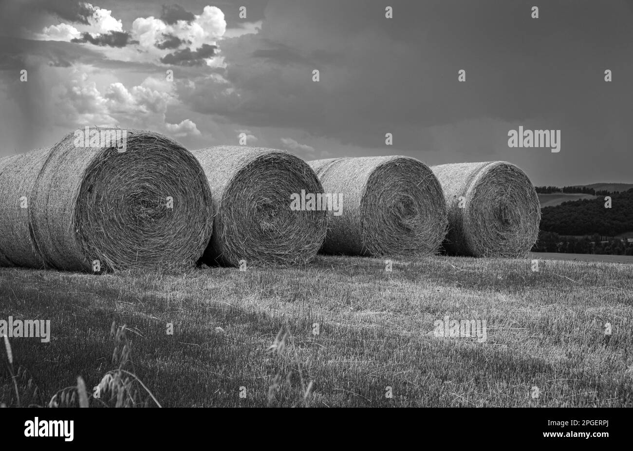 Paysage agricole de balles de foin dans un champ au printemps. Région de Toscane - centre de l'Italie - Europe. Banque D'Images