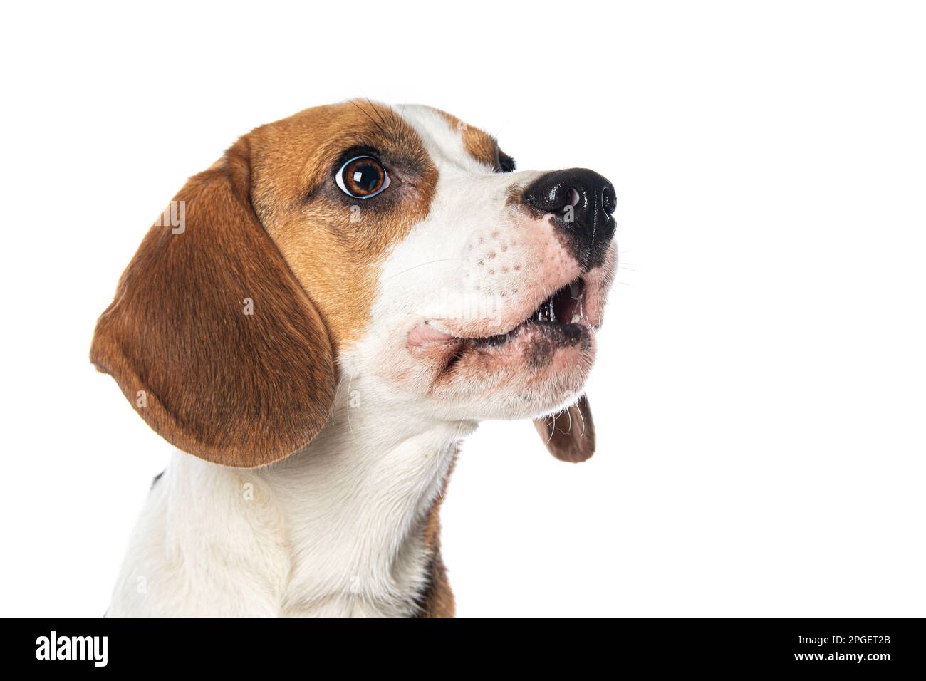 Chien de beagle aboyant isolé sur blanc Banque D'Images