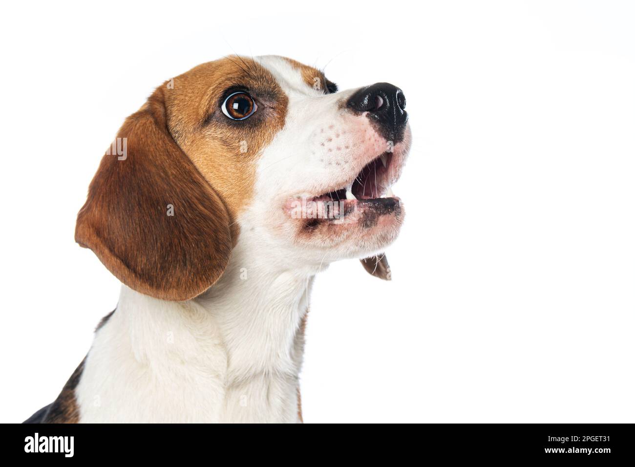 Chien de beagle aboyant isolé sur blanc Banque D'Images