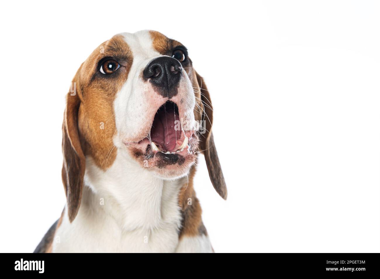 Chien de beagle aboyant isolé sur blanc Banque D'Images