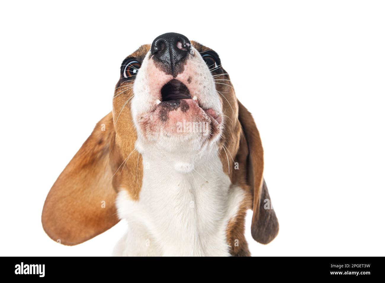 Chien de beagle aboyant isolé sur blanc Banque D'Images