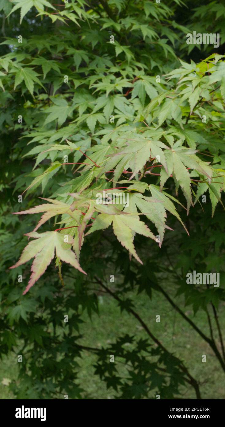 Acer palmatum Banque D'Images