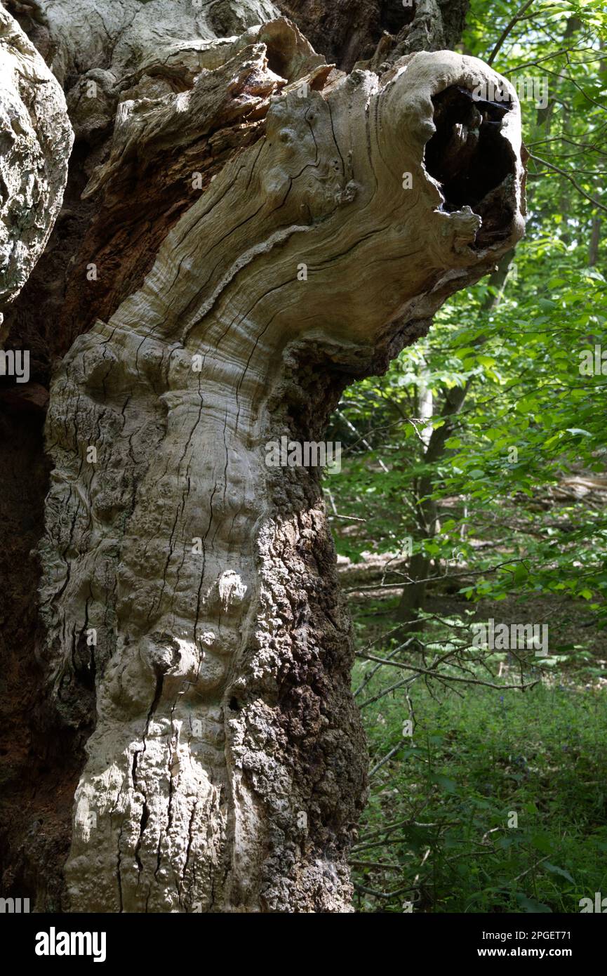 Forme de la bouche dans un vieux tronc d'arbre Banque D'Images