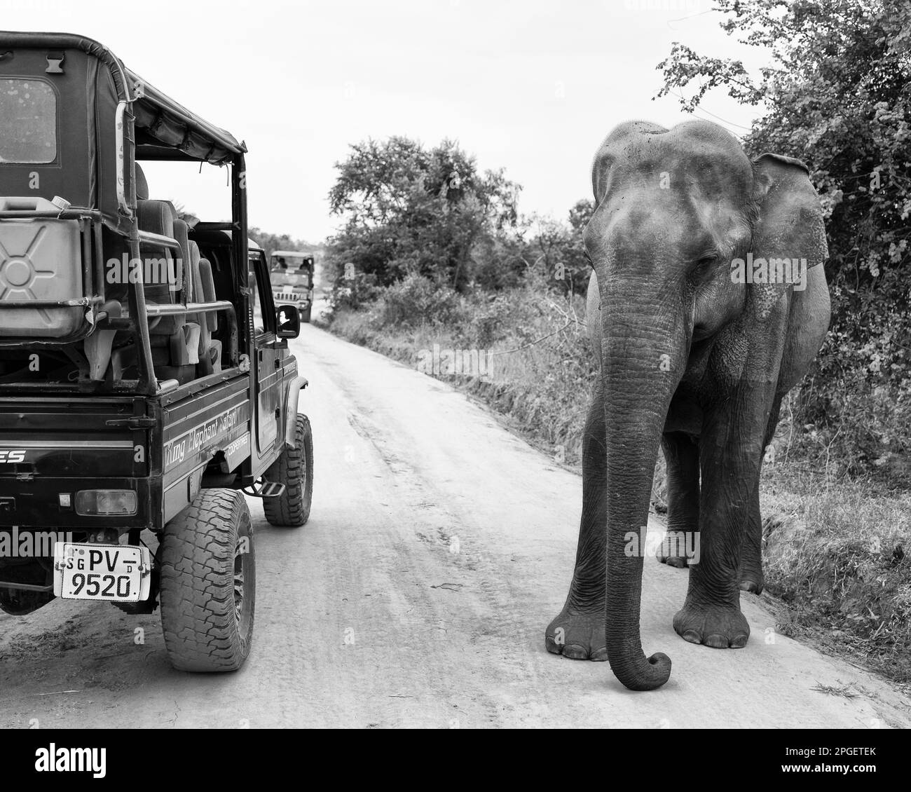 Sri Lanka, district de Ratnapura, parc national d'Udawalawa. Les éléphants du Sri Lanka ont vu le safari dans le parc national d'Udawalawa Banque D'Images