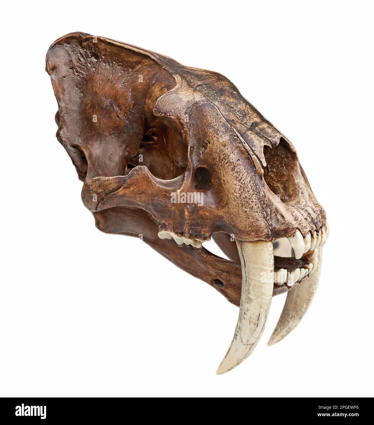 Reconstruction du crâne de tigre à dents de sabre Banque D'Images