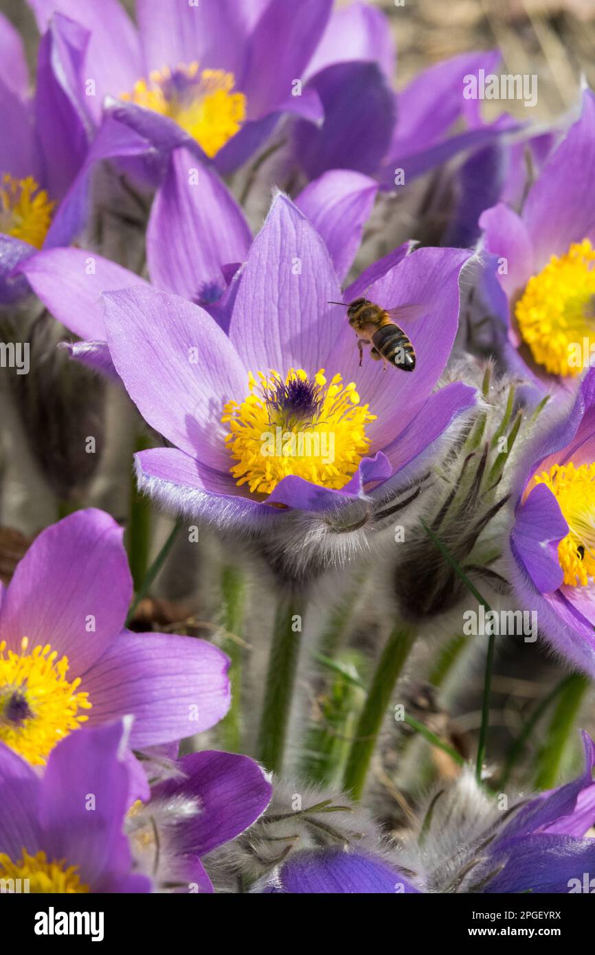 Première fleur de printemps, Bee-friendly, insectes, fleur de Pasque, abeille de miel, pollinisation, fleur, printemps, saison Premier printemps fleurs de jardin Banque D'Images