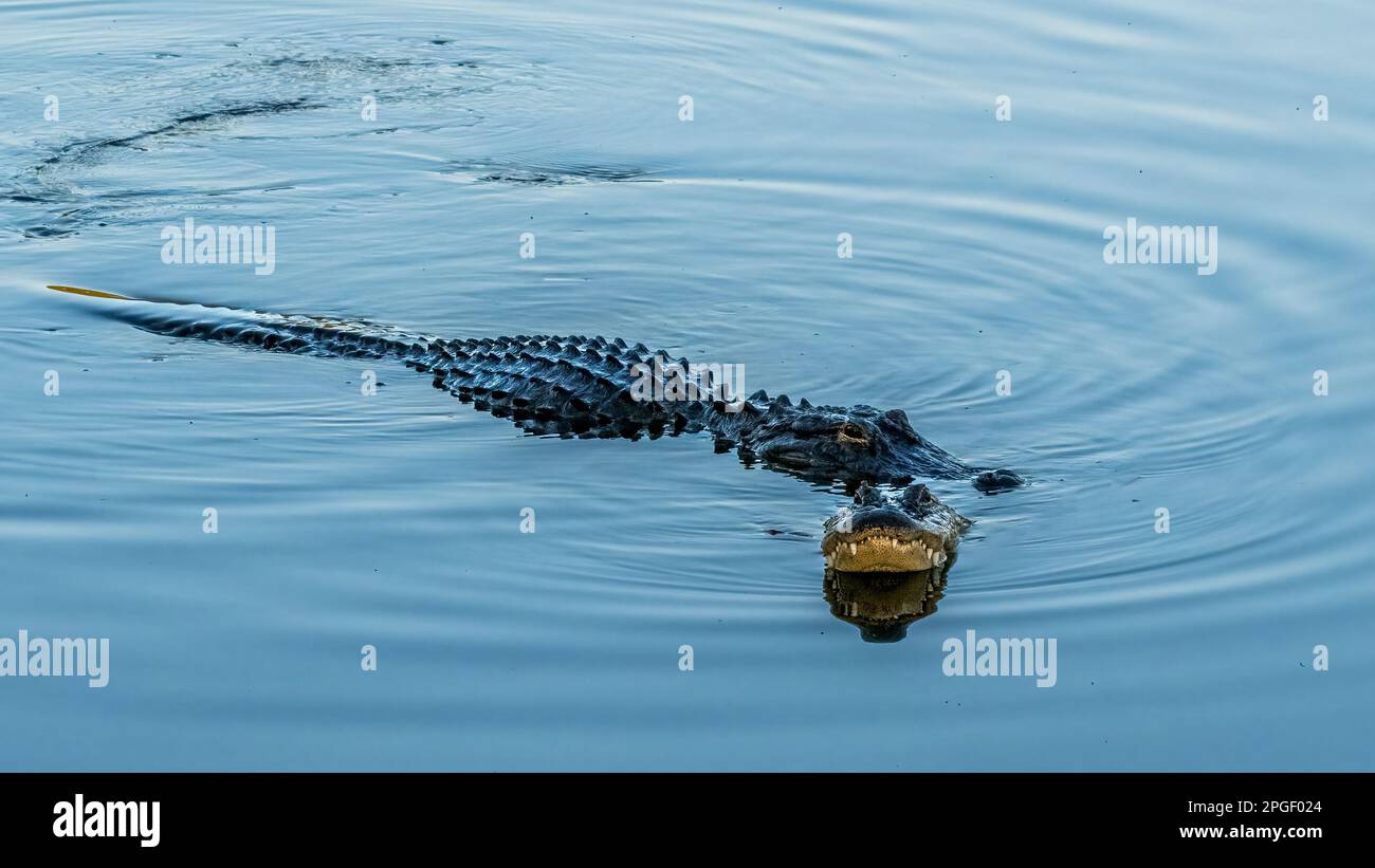 Les rituels d'audience de deux alligators américains (Alligator mississipiensis) au Rookery Audubon de Venise à Vneice, Floride, États-Unis Banque D'Images Les rituels d'audience de deux alligators américains (Alligator mississipiensis) au Rookery Audubon de Venise à Vneice, Floride, États-Unis Banque D'Images