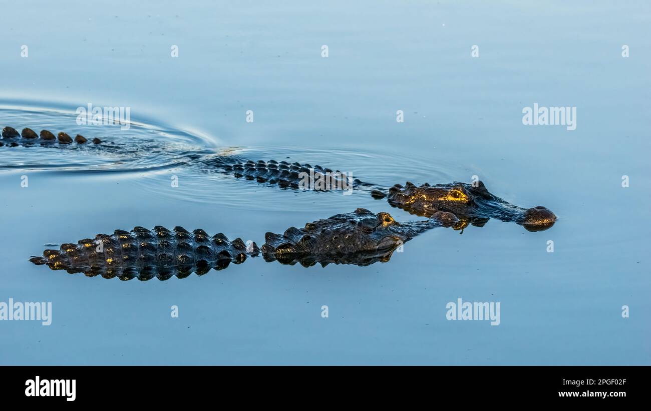 Les rituels d'audience de deux alligators américains (Alligator mississipiensis) au Rookery Audubon de Venise à Vneice, Floride, États-Unis Banque D'Images