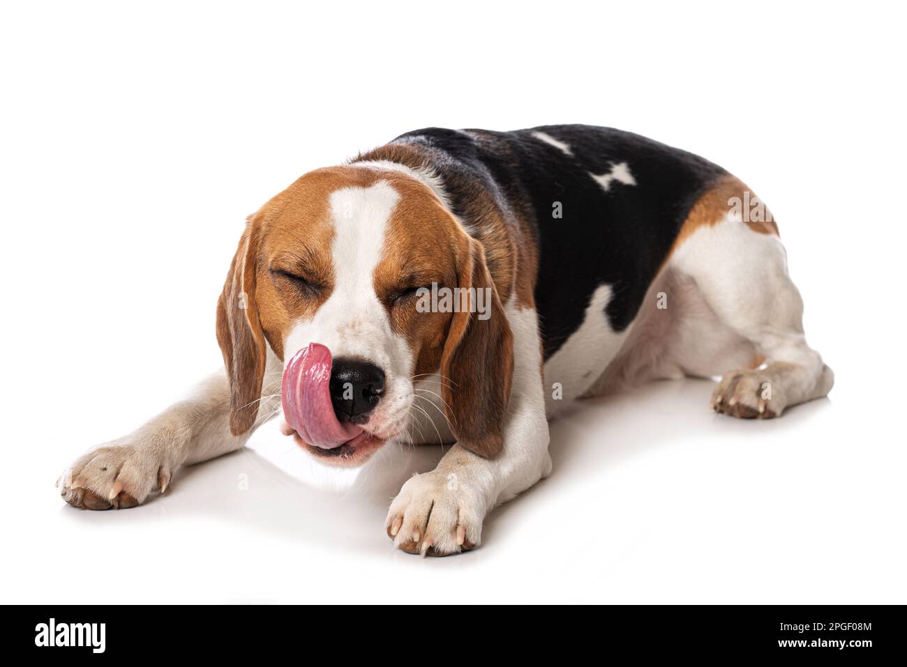 Chien Beagle couché isolé sur fond blanc Banque D'Images