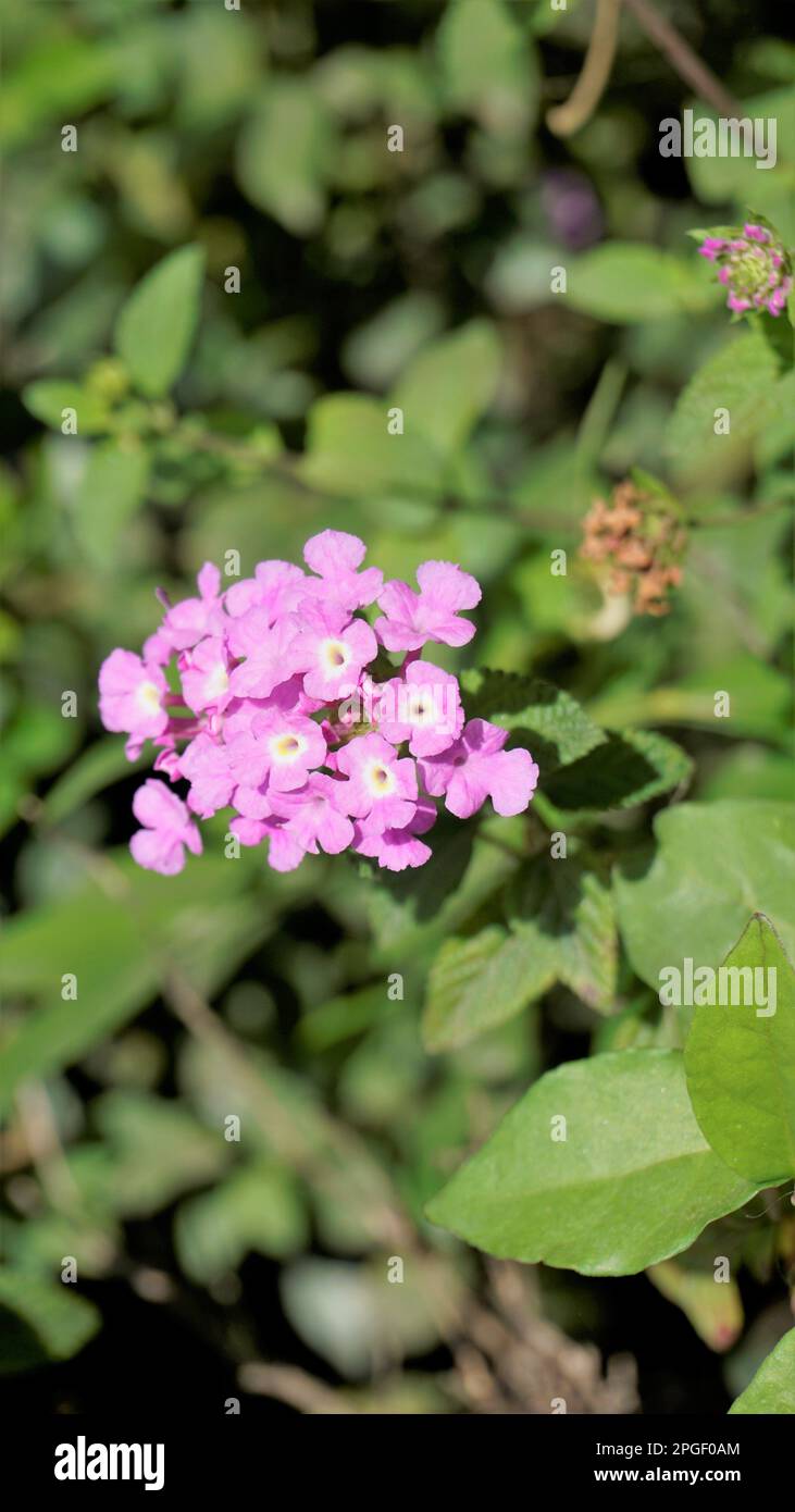 Fleurs de Lantana montevidensis également connu sous le nom de lantana pourpre, verveine sauvage, lantana traînante, lantana rampante, lantana pleureuse, Petite lantana, Banque D'Images