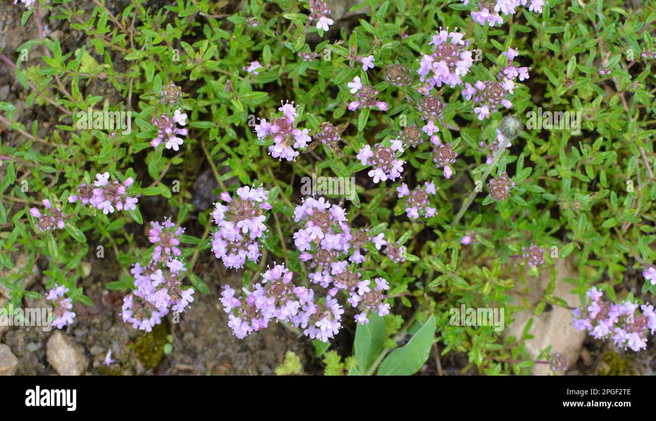 Le thym (Thymus serpyllum) fleurit à l'état sauvage en été Banque D'Images