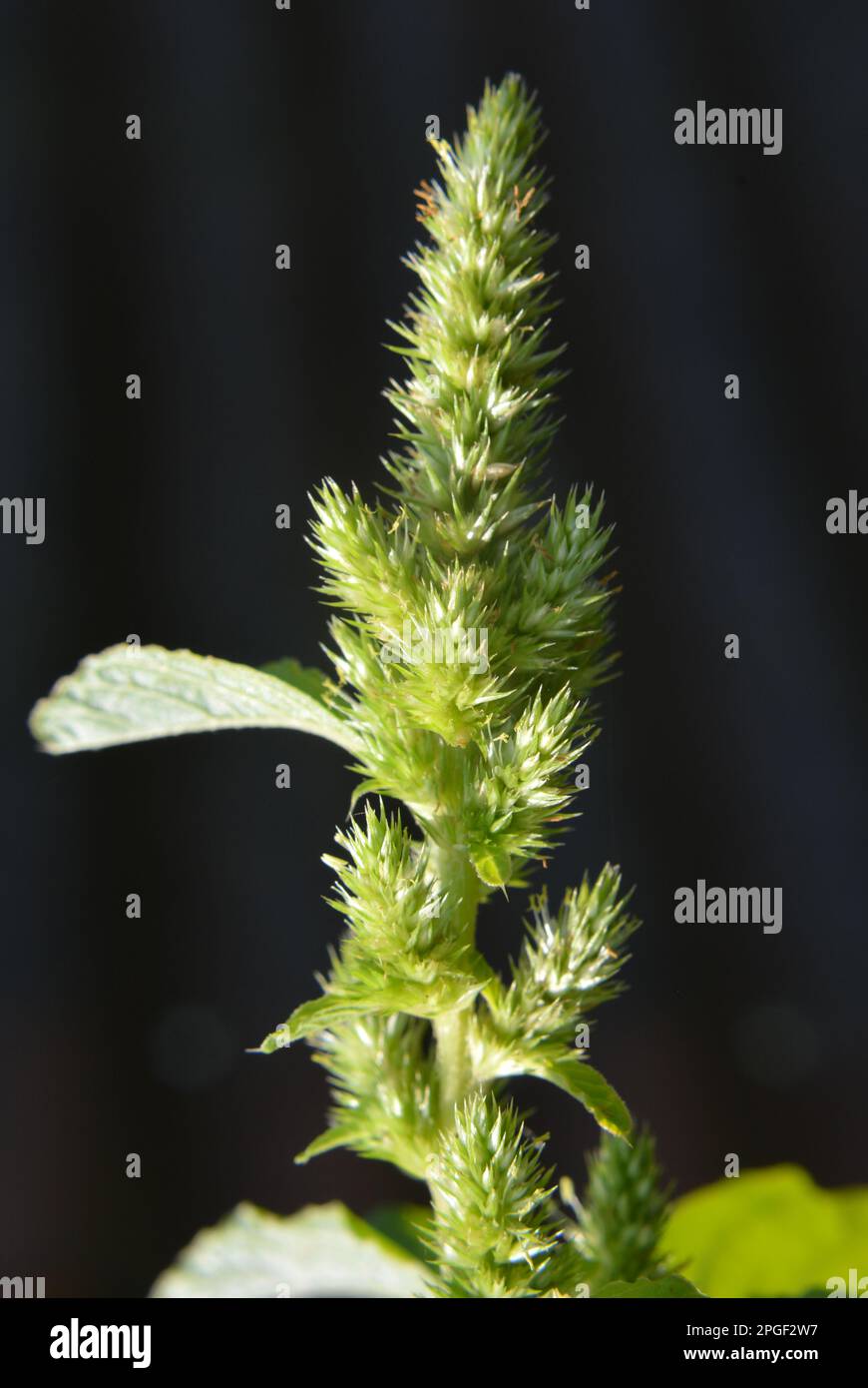 Dans la nature, dans le champ, comme une mauvaise herbe, pousse l'amaranthus commun Banque D'Images