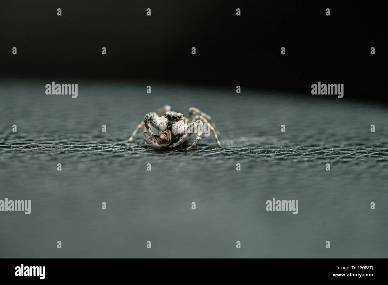 Araignée, menemerus semilimbatus. Salticidae, se nourrissant d'un insecte. Banque D'Images
