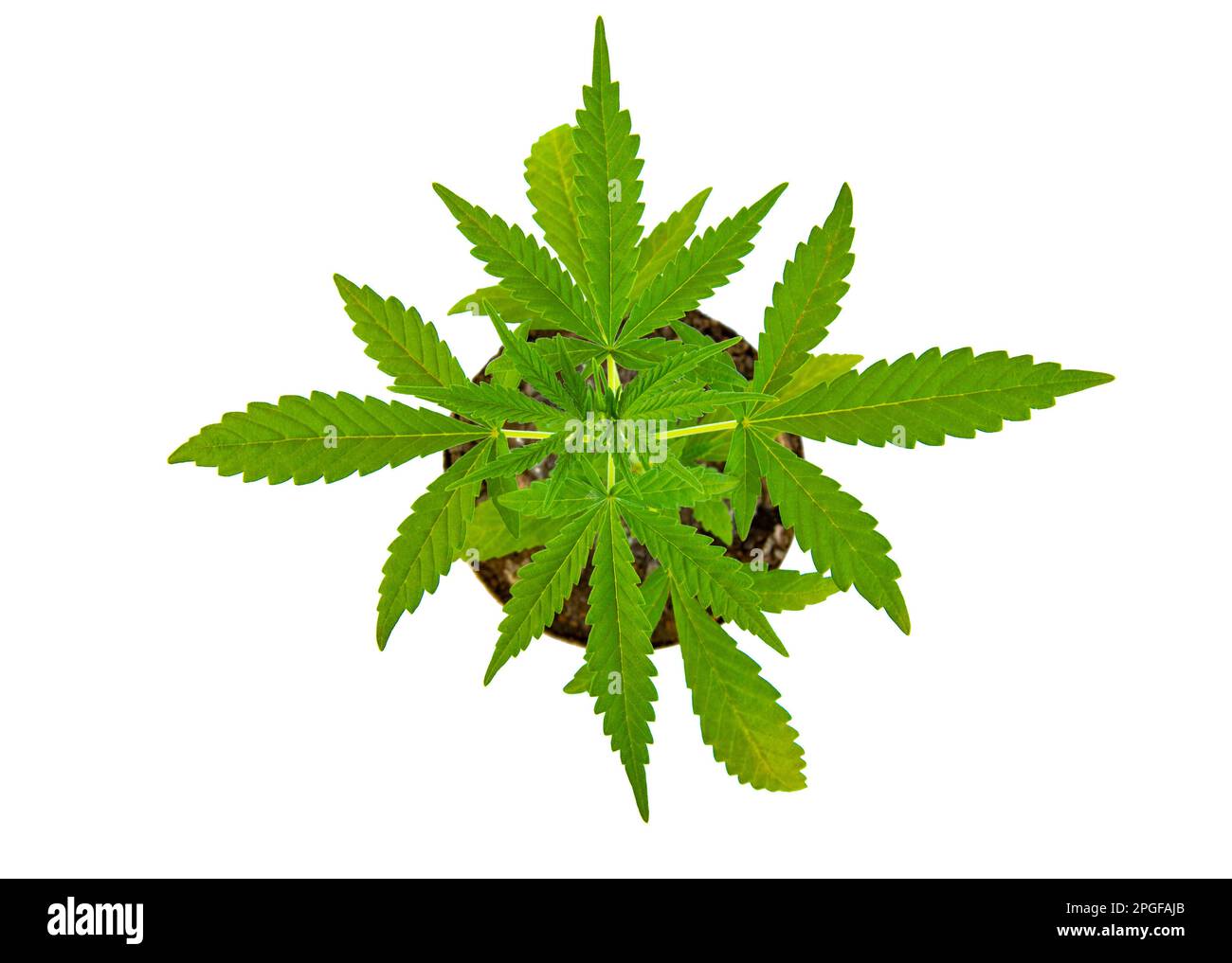 feuille de marijuana verte isolée fond blanc Banque D'Images