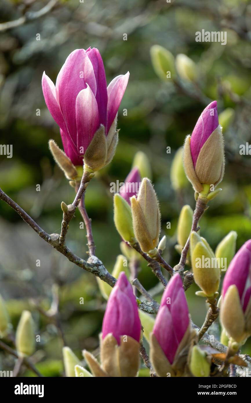 Fleurs roses sur un magnolia dans le jardin Banque D'Images
