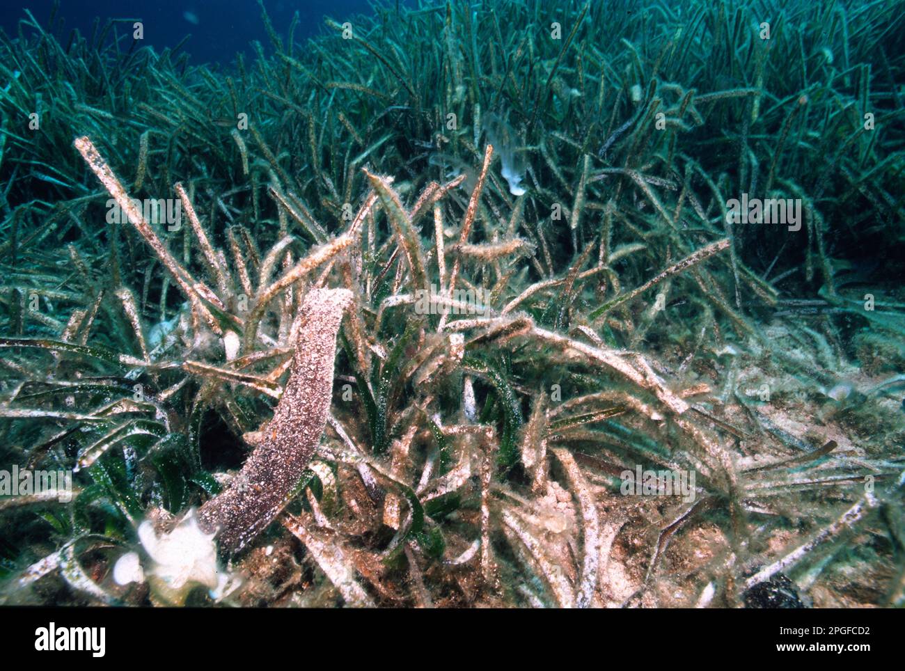 Concombre de mer tubulaire, pendant le frai, Oloturia (Holothuria tubulosa) épouse all'esterno il liquido spermatico. Capo Caccia. Alghero, Sardaigne. Banque D'Images