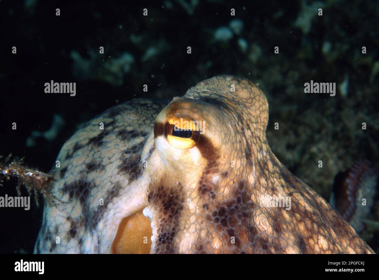 Devilfish (Octopus vulgaris). Polpo. Sardegna. Italie Banque D'Images