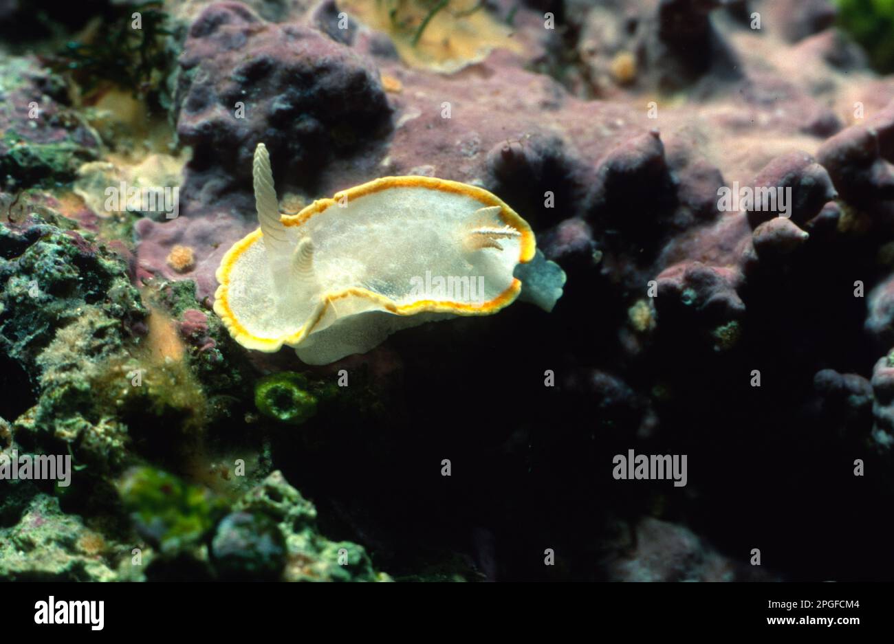 Nudibranco: Diaphorodoris luteocincta. Questo piccolo variopinto nudibranco mediterraneo vive in ambienti sciafili (bui) intorno a 30-40 m di profondi Banque D'Images