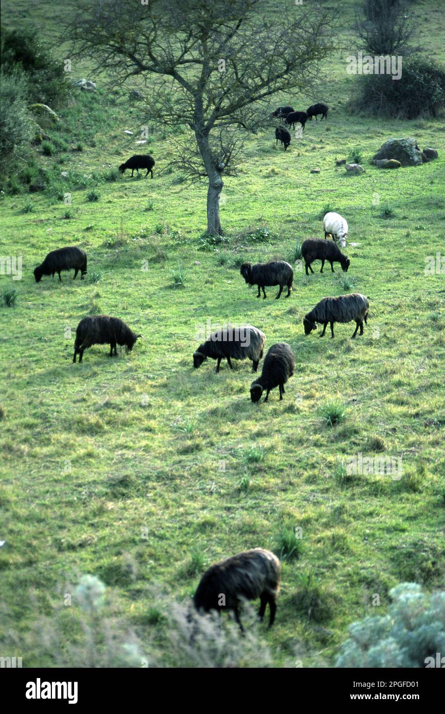 Troupeau de moutons pâturage. Osilo, Sassari, Sardaigne, Italie sheeps. Sardaigne, Italie Banque D'Images