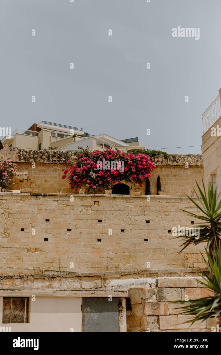 Fleurs rose vif sur un mur de l'île à Marsaskala, Malte Banque D'Images