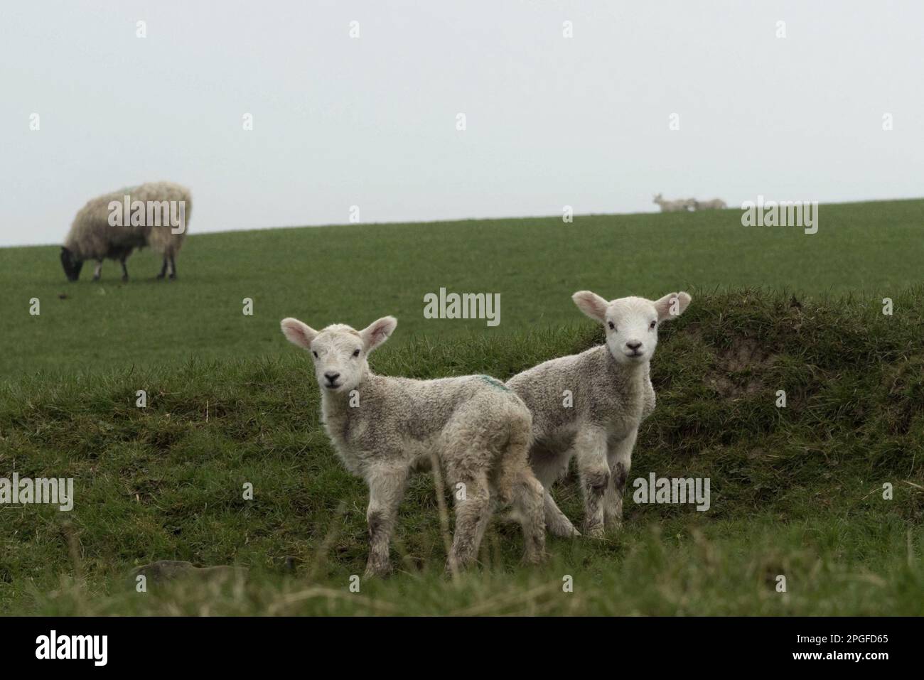 image d'une famille de moutons avec agneaux Banque D'Images