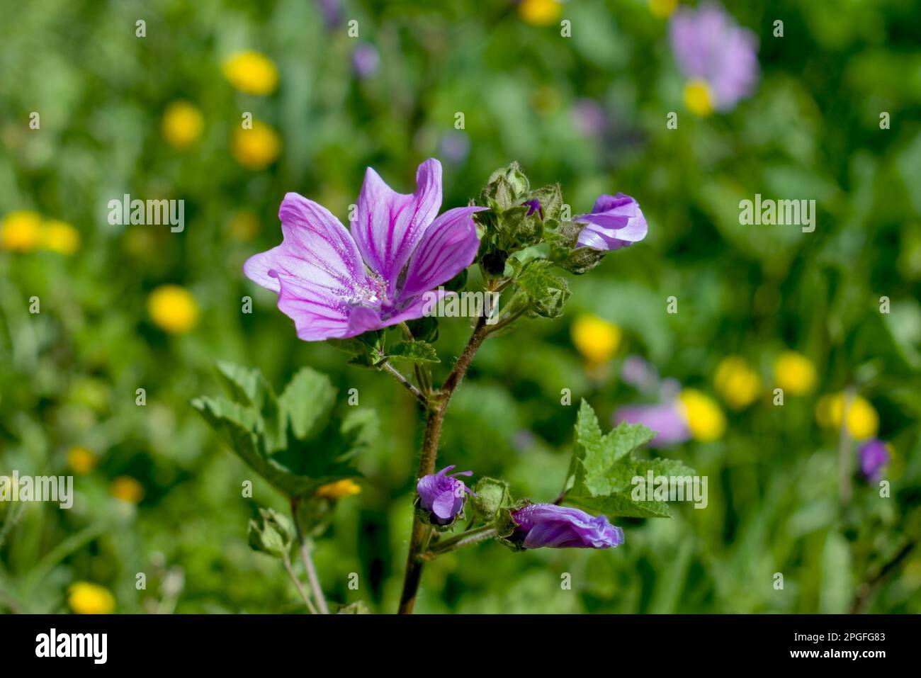 photo d'une fleur de malow commune dans un pré coloré Banque D'Images