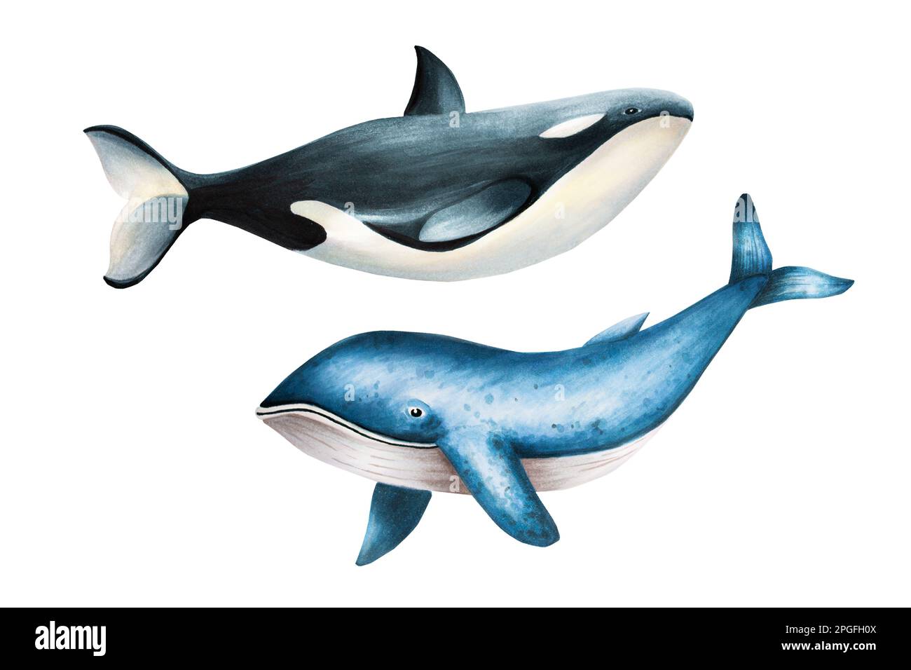 Orque d'aquarelle et baleine bleue isolée sur fond blanc. Peinture à la main de mammifères marins réalistes de l'Arctique et de l'Antarctique. Pour les concepteurs Banque D'Images