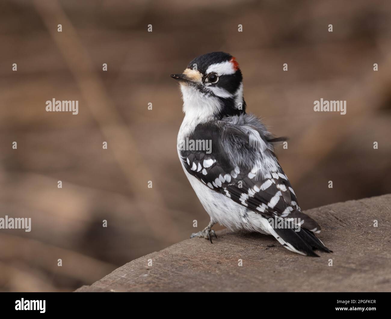 Un petit mâle Downy Woodpecker au printemps à Oshawa Banque D'Images