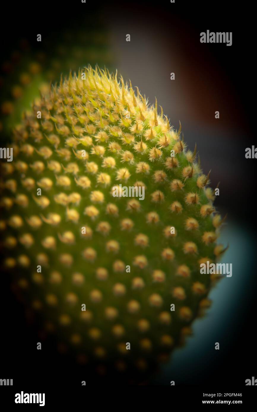 Le cactus ou le pois-pois de Bunny Ears est une espèce de plantes à fleurs de la famille des cactus Cactaceae. Banque D'Images