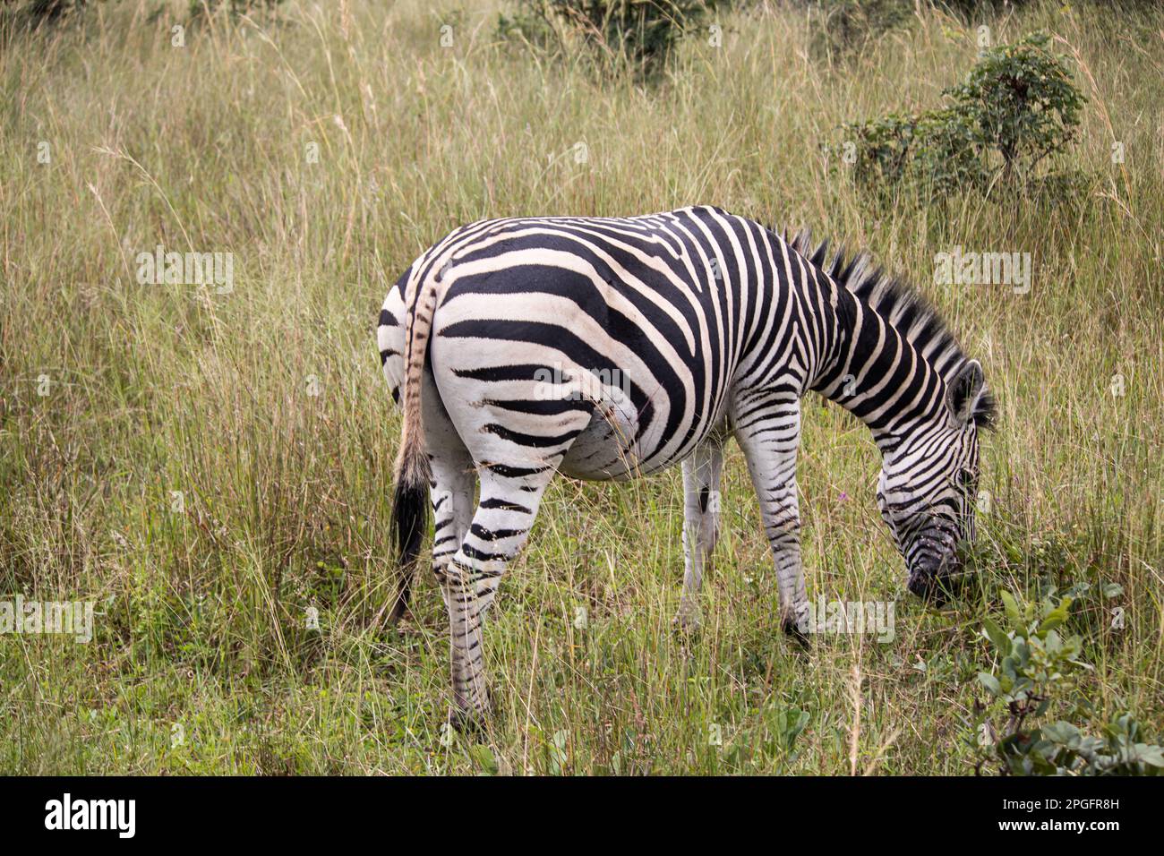 Zebra dans son habitat naturel de savane, Imire Rhino et Wildlife Conservancy, Zimbabwe Banque D'Images