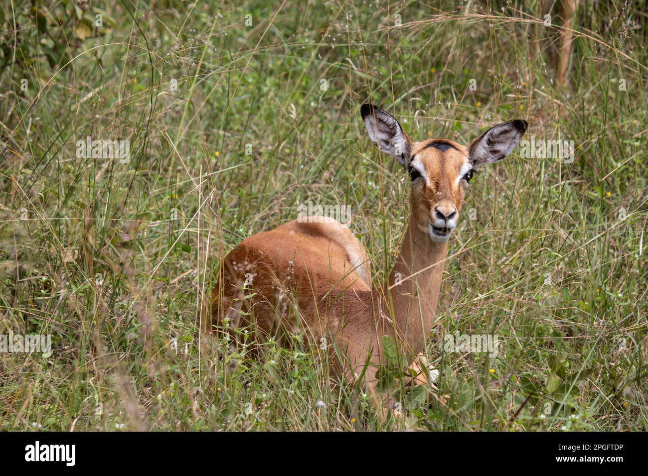 L'impala ou le rooibok (Aepyceros melampus), antilope de taille moyenne reposant dans la savane, dans le parc national d'Imire Rhino & Wildlife Conservancy Banque D'Images